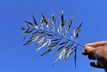 Dry Leaf (Grevillea Robusta) On Hand And Blue Sky