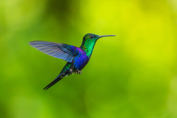 Wall Mural - Green Crowned Woodnymph - Thalurania colombica hummingbird family Trochilidae, found in Belize and Guatemala to Peru, blue and green shiny bird flying on the colorful flowers background.
