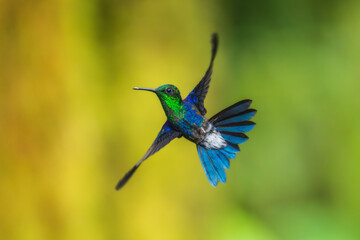 Wall Mural - Green Crowned Woodnymph - Thalurania colombica hummingbird family Trochilidae, found in Belize and Guatemala to Peru, blue and green shiny bird flying on the colorful flowers background.
