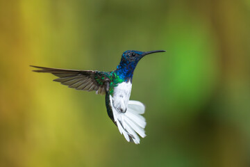 Wall Mural - Beautiful White-necked Jacobin hummingbird, Florisuga mellivora, hovering in the air with green and yellow background. Best humminbird of Ecuador.