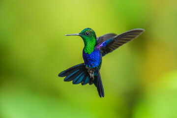 Wall Mural - Green Crowned Woodnymph - Thalurania colombica hummingbird family Trochilidae, found in Belize and Guatemala to Peru, blue and green shiny bird flying on the colorful flowers background.
