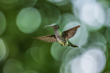 Wall Mural - Beautiful female White-necked Jacobin hummingbird, Florisuga mellivora, hovering in the air with green and yellow background. Best humminbird of Ecuador.