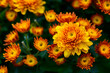 Orange Chrysanthemum flower on top view, flower background
