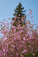 Wall Mural - Rhododendron dauricum bushes with flowers. Fir tree is on background. Altai mountains.