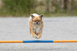 Tibetan Spaniel jumps over an agility hurdle on a dog agility course
