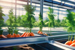 Gemüse Möhren im Gewächshaus aus Glas Hintergrund