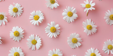 Wall Mural - White daisies without stems on a pink background, wallpaper, creative.