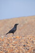Crow on the pebble beach