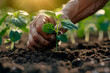 Close up of a male farmer planting a seedling in fertile soil with sunlight, representing Earth Day concept and sustainable agriculture.
