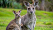 female gray kangaroo with joey 