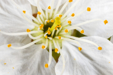 Wall Mural - A close-up of the flower of Prunus avium, commonly called wild cherry, sweet cherry, or gean