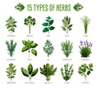 Set of fifteen types of herbs suitable for herbal shops, cuisine and healthy lifestyle concepts