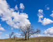 A leafless oak tree on a hill with a blue sky and white clouds. 