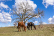 Two Thoroughbred horses in a grazing in a pasture in the early spring with a large oak tree, blue sky, and large white clouds. 