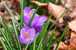 Purple crocus blossoms with bright orange pistils and stamens with green leaves and brown leaf litter. 