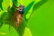 closeup huge cicada sit ol the plant stem