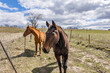 Two horses standing in a farm lane with smooth wire and steel fence posts. 