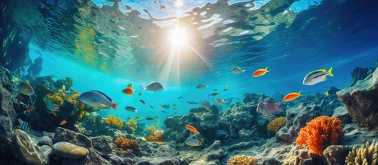 underwater photography. beautiful underwater landscape with various kinds of fish swimming looking for food