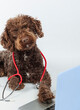 Funny dog with a stethoscope in front of a laptop. The concept of animal health. cardboard
