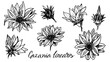 Set of vintage Gazania linearis drawing in a linear style is a hand-drawn botanical black and white illustration. The medicinal plant is used in alternative medicine and homeopathy.