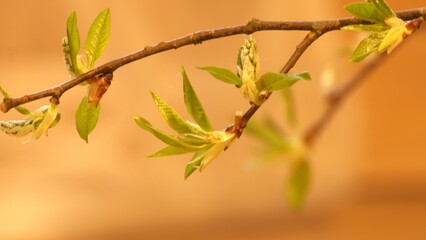 Wall Mural - blossomed tree branch with green leaves close-up