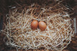 Organic fresh eggs in a straw nest. Easter eggs on wooden straw background in the early morning on Easter Holiday. 