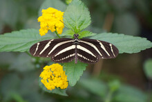 Zebra Longwing Butterfly (Heliconius Charithonia) Resting On Yellow Flowers