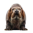 Walrus, sea lion isolated on transparent PNG background