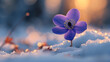 First Spring Forest Flower Anemone Hepatica in Snow for HD Wallpaper