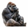 Intelligent Lowland Gorilla Contemplates in Jungle Habitat, isolated on white background