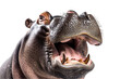 Detailed image of a hippopotamus laughing and grinning, isolated against a transparent background