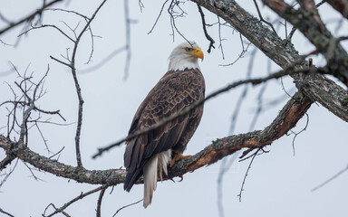 American bald eagle perched in tree