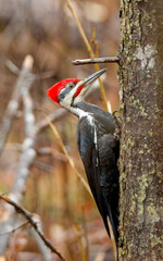pileated male woodpecker on tree