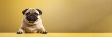 A Pug Is Sitting On A Yellow Table
