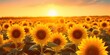 Sunflowers in a field at sunset, bright yellow and orange colors, photography, realism, warm colors, rural, impressionism.