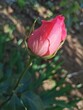 Pink rose flower on a natural background. Pink rose is a flower in a natural environment
