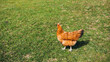 Free range chicken on a lawn pecking the ground outside a farm. Golden Comet Chicken. Hen free roaming in a green field, full body