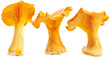 Vibrant Chanterelle Mushroom Captured on Transparent Background, Ideal for Culinary Projects, Representing Organic, Fresh Ingredients for Gourmet Dishes