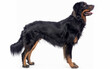 The side view of a poised Beauceron dog, isolated on a white backdrop, displays its strong physique and attentive stance, characteristic of this herding breed.