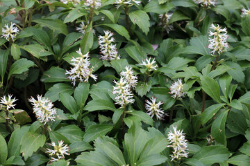 Sticker - In the garden there is a valuable groundcover dwarf semi-shrub Pachysandra terminalis