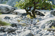 Bonsai growing among stones in a traditional garden, idea for a poster or card, concept of prospering nature on earth day