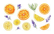 Set of watercolour illustrations of fresh orange and lemon slices with lavender flowers isolated on a transparent background. Botanical image perfect for design, cards, poster, textile, menu.
