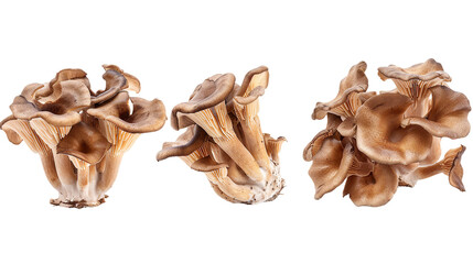 Maitake Mushroom: Organic Ingredient on Transparent Background for Gourmet Cuisine, Culinary Cooking, and Healthy Vegan Recipes.