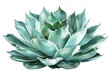 Agave Plant. Isolated Background of Agave Plant Showing Desert Cultivation and Foliage Design Element