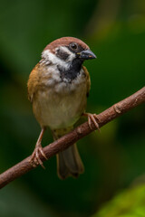 Wall Mural - The Eurasian tree sparrow (Passer montanus) is a passerine bird in the sparrow family with a rich chestnut crown and nape and a black patch on each pure white cheek