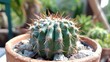 Close Up Cactus. High-Quality Photograph of Savory Spiky Green Cactus Plant as Home Decoration and Ornament