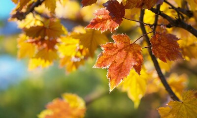 Canvas Print - autumn leaves in the sun