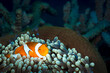 An anemone and it's Clown fish