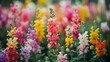 Colorful Snapdragons Field A Dynamic Documentary and Editorial Photography Perspective