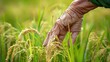 Old hand tenderly touching a young rice in the paddy field